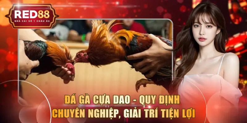 Đá Gà Cựa Dao