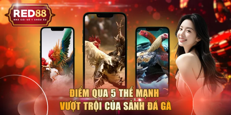 Điểm qua 5 thế mạnh vượt trội của sảnh đá gà